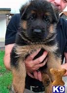 german shepherd puppy posted by mikitony