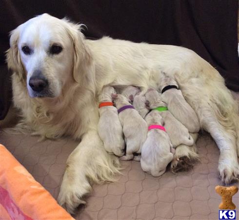 golden retriever breeders south dakota golden retriever puppy for sale dakota 3 weeks golden retriever breeders south dakota golden retriever puppy for sale dakota 3 weeks
