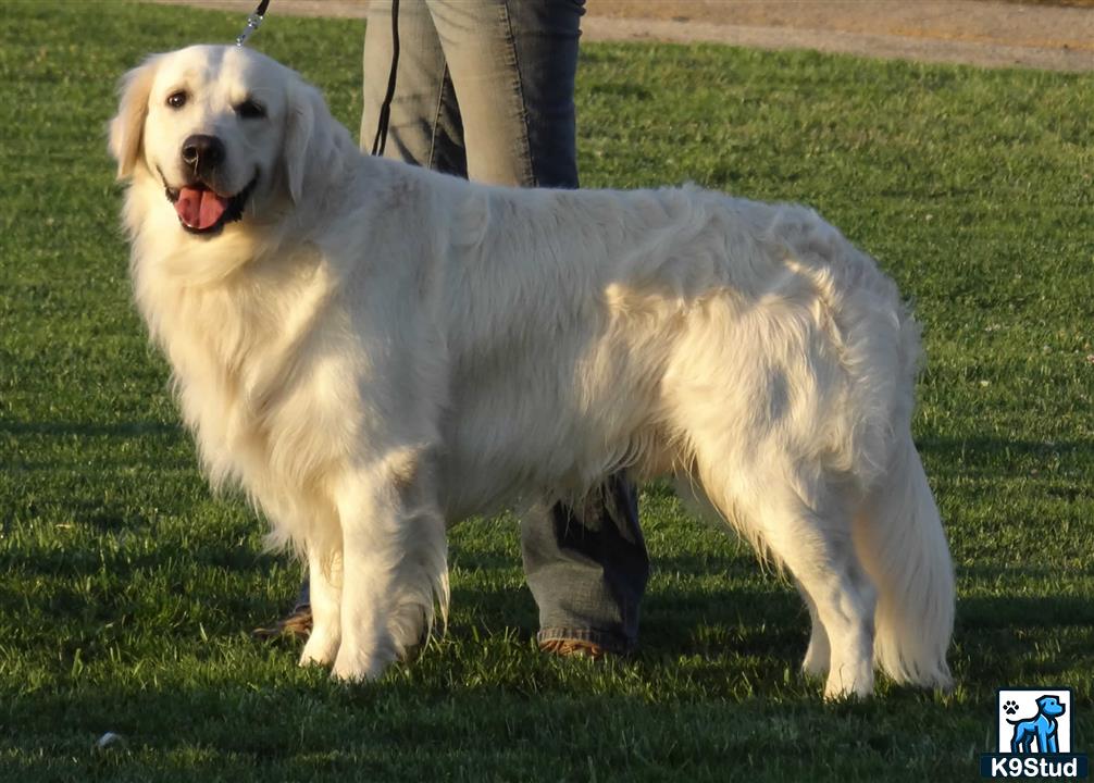 a golden retriever dog standing on grass