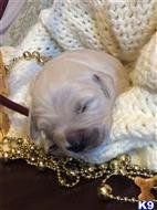 golden retriever puppy posted by mikkimoe