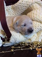 golden retriever puppy posted by mikkimoe