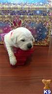 golden retriever puppy posted by mikkimoe