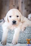golden retriever puppy posted by mikkimoe