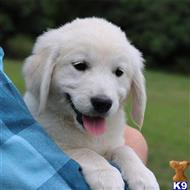 golden retriever puppy posted by mikkimoe