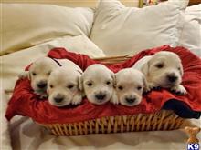golden retriever puppy posted by mikkimoe