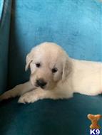 golden retriever puppy posted by mikkimoe
