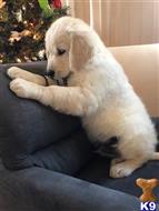 golden retriever puppy posted by mikkimoe