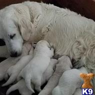 golden retriever puppy posted by mikkimoe