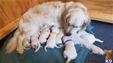 golden retriever puppy posted by mikkimoe