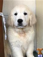 golden retriever puppy posted by mikkimoe