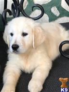 golden retriever puppy posted by mikkimoe