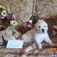 golden retriever puppy posted by mikkimoe