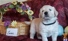 golden retriever puppy posted by mikkimoe