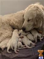 golden retriever puppy posted by mikkimoe