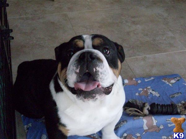 English Bulldog dog