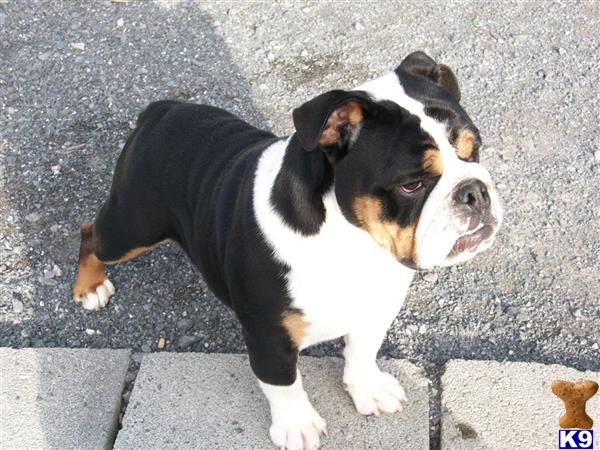 English Bulldog dog