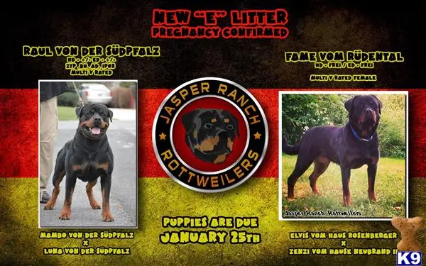 Rottweiler puppy for sale