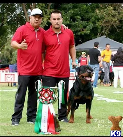 Rottweiler stud dog