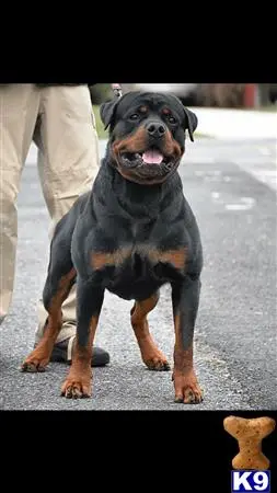 Rottweiler stud dog