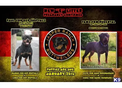 a rottweiler dog and a rottweiler dog