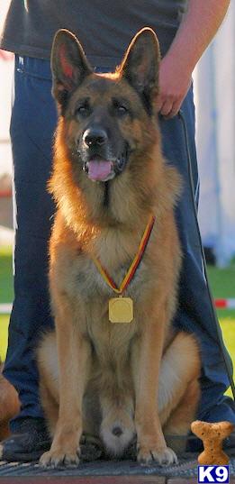 German Shepherd