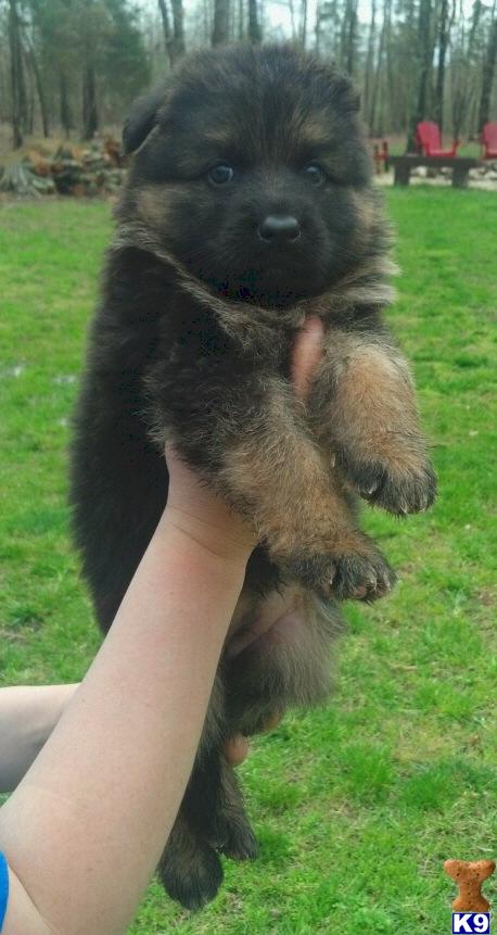 German Shepherd