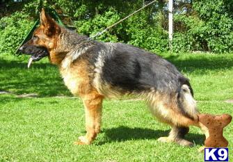 German Shepherd dog