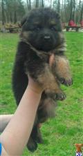 German Shepherd
