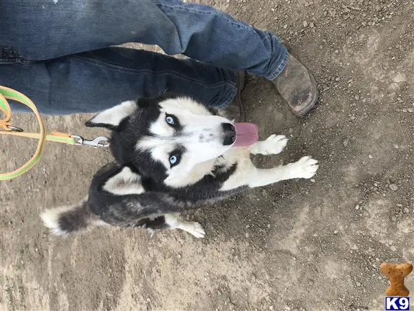 Siberian Husky female dog