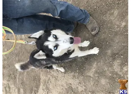 Siberian Husky