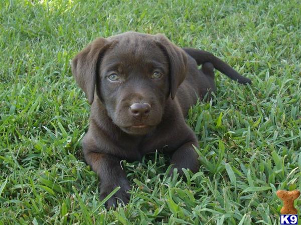 Labrador Retriever