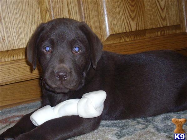 Labrador Retriever