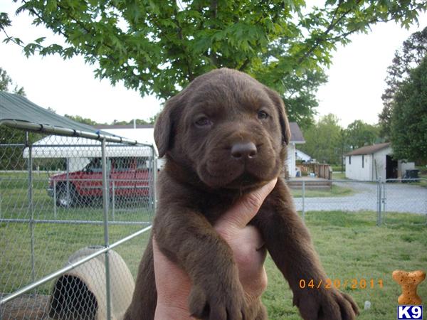 Labrador Retriever