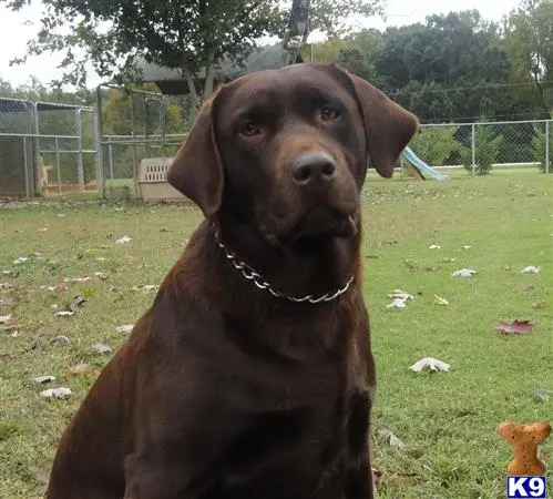 Labrador Retriever puppy for sale