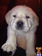 labrador retriever puppy posted by millertyme