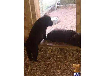 Labrador Retriever