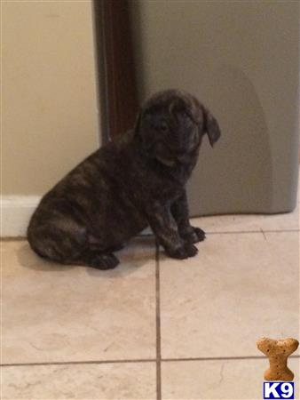 corso puppies for sale in ga corso puppies for sale in corso puppies for sale in ga corso puppies for sale in