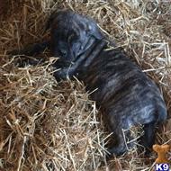 cane corso puppy posted by millertyme917
