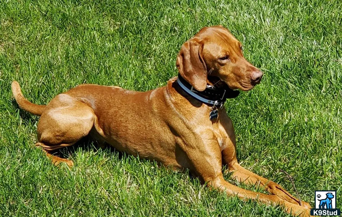 Vizsla