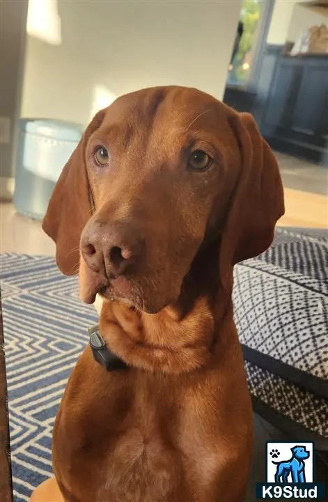 Vizsla stud dog