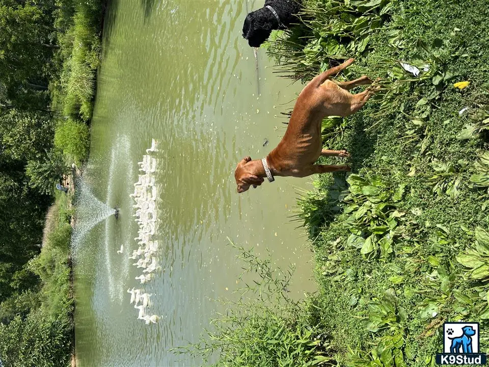 Vizsla stud dog