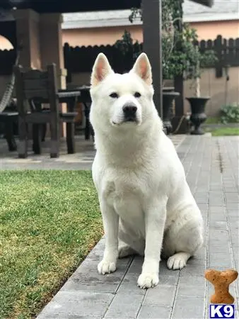 Akita female dog