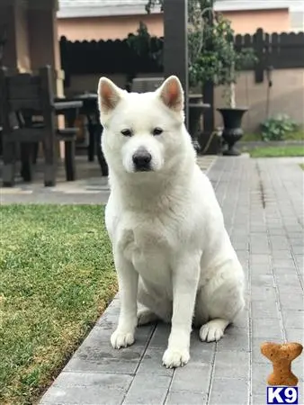 Akita female dog