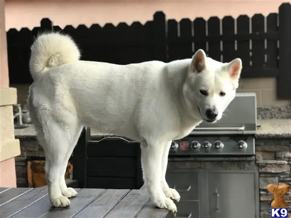 Akita female dog