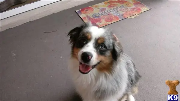 Australian Shepherd stud dog