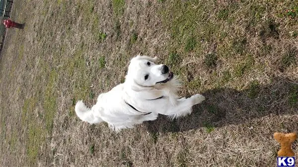 Golden Retriever stud dog