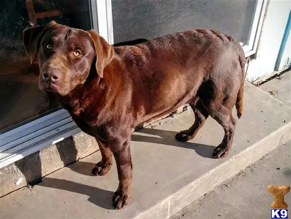 Labrador Retriever stud dog