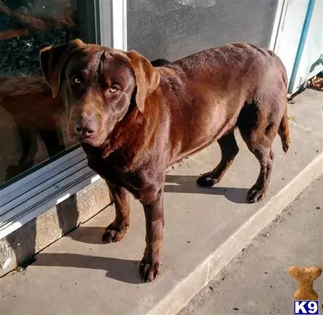 Labrador Retriever stud dog