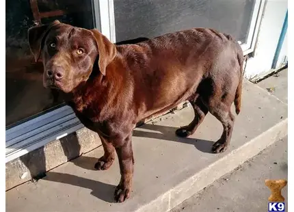 Labrador Retriever