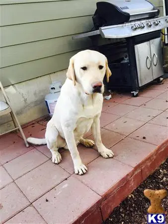 Labrador Retriever stud dog